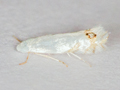 Leucoptera laburnella
